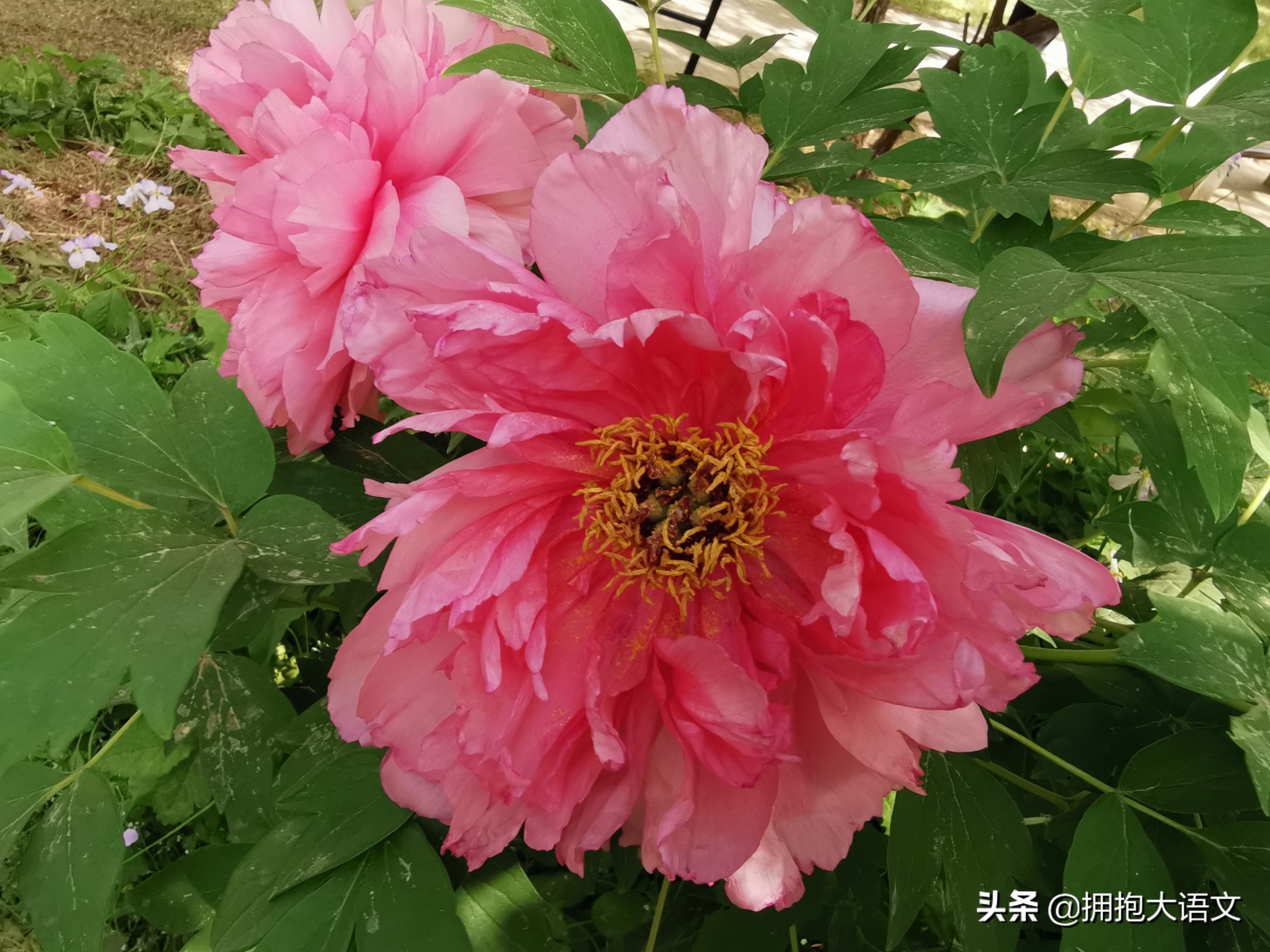别再用蜡烛夸赞老师了,引用这五处诗句歌颂老师,才显得优美高雅