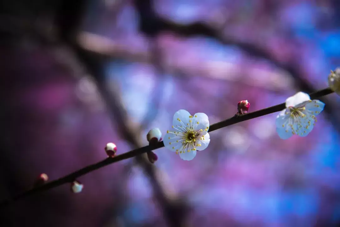 十首梅花诗:已是寒冬时,宜读梅花诗
