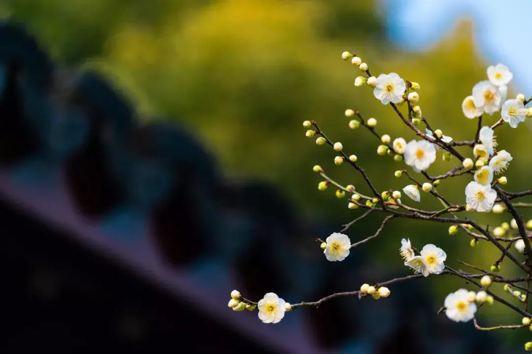 十首梅花诗:已是寒冬时,宜读梅花诗