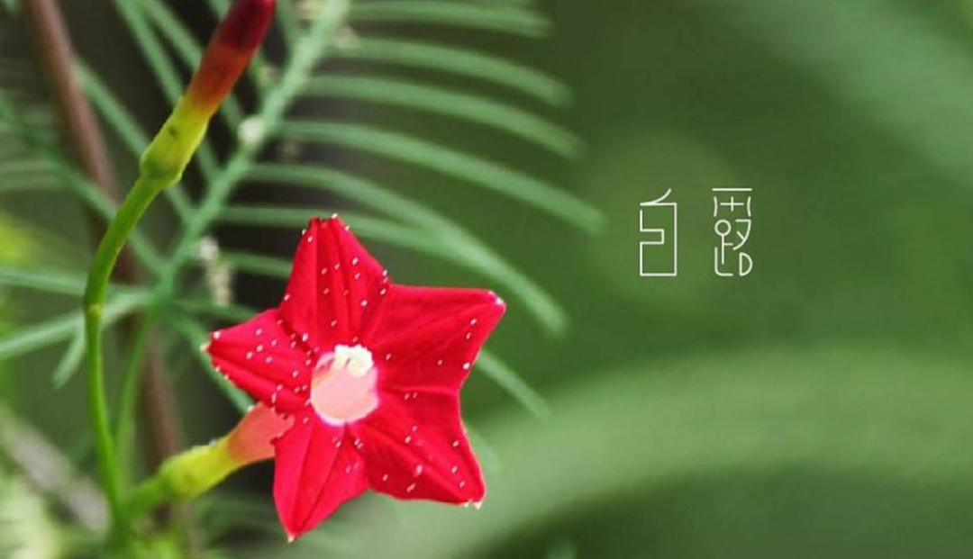 「诗词鉴赏」十五首白露诗词,清风白露,愿你百岁无忧