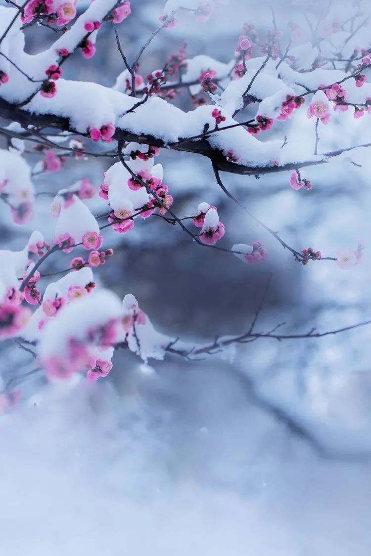 一场大雪美如画,十二首雪景的诗词,欣赏诗人笔下的绝美雪景