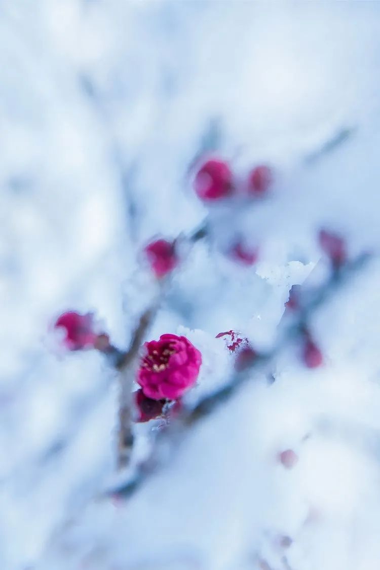 一场大雪美如画,十二首雪景的诗词,欣赏诗人笔下的绝美雪景