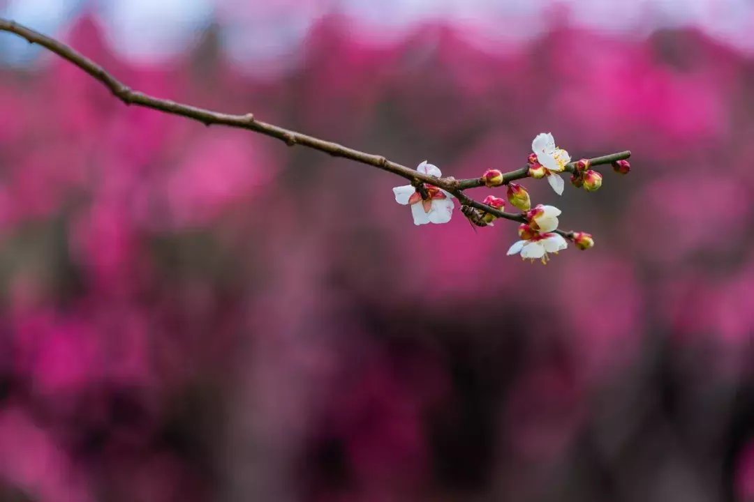 十首梅花诗:已是寒冬时,宜读梅花诗