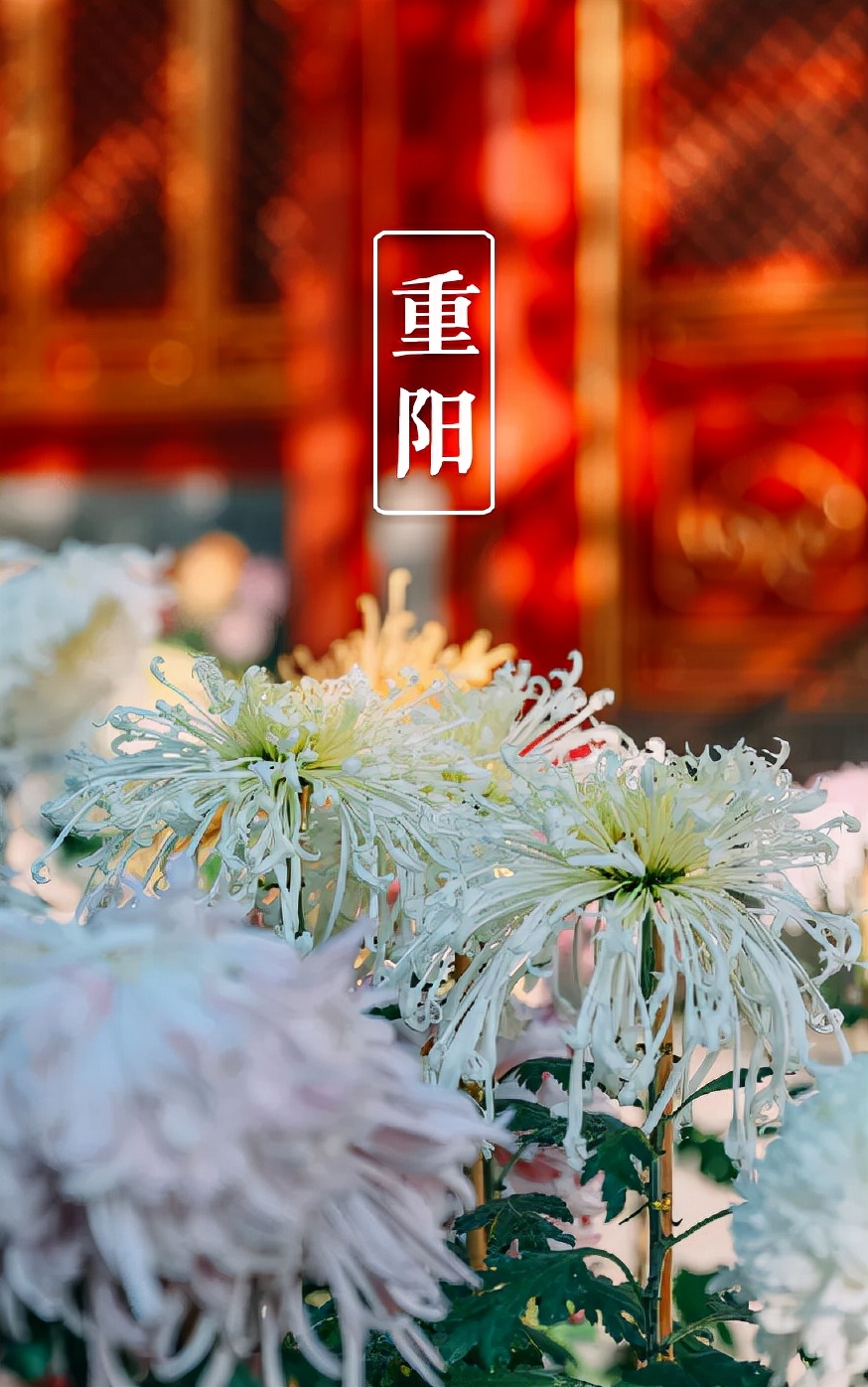 又是一年重阳节,十三首重阳节的诗词,今年重阳,我们在诗意度过