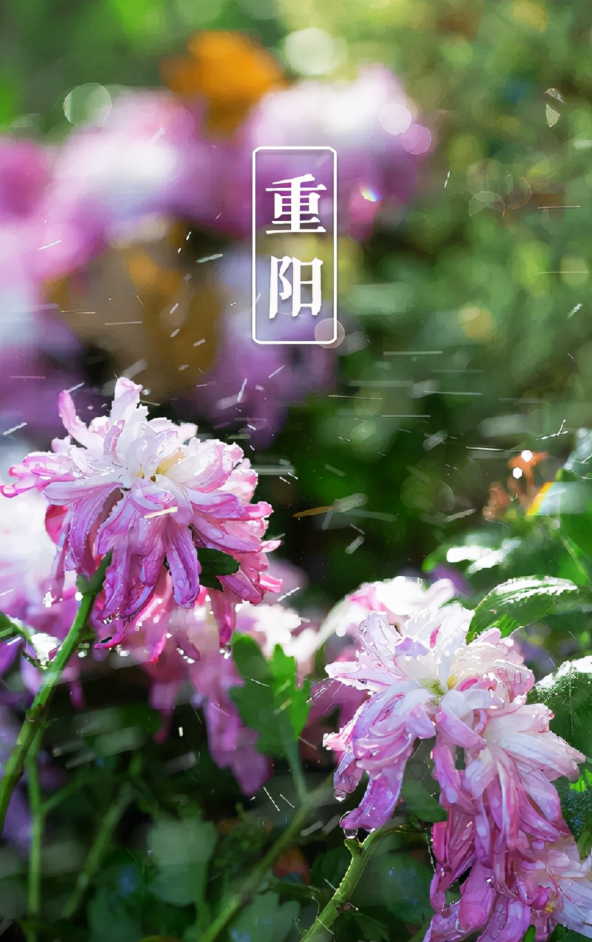 又是一年重阳节,十三首重阳节的诗词,今年重阳,我们在诗意度过