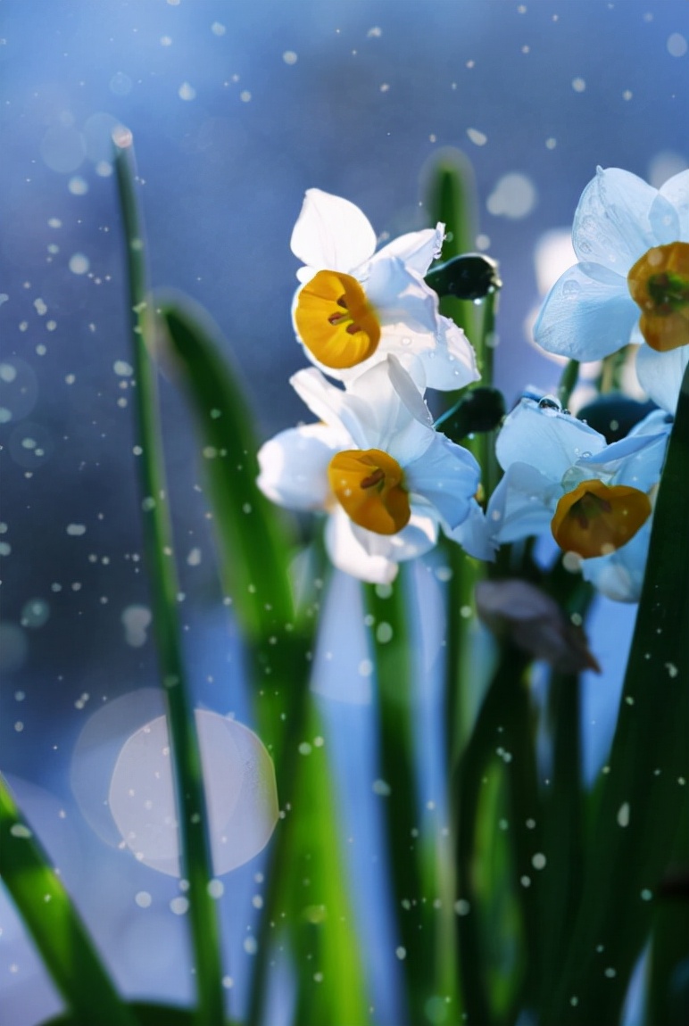 「诗词鉴赏」水仙花开迎新年,十二首水仙花的诗词,让冬天更美