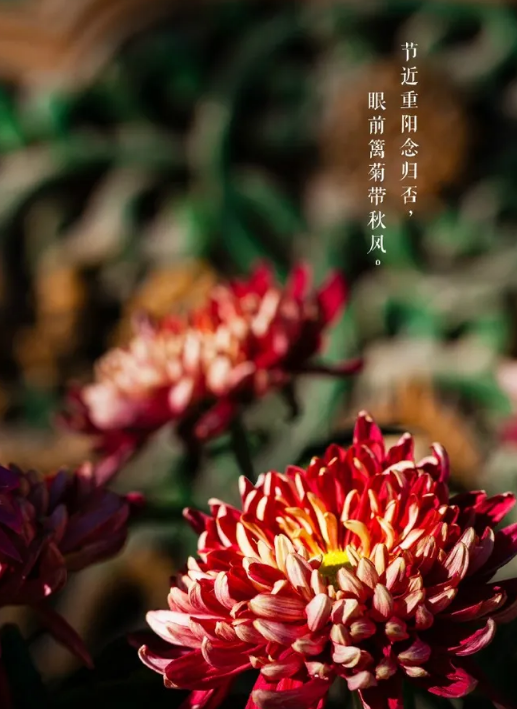 又是一年重阳节,十三首重阳节的诗词,今年重阳,我们在诗意度过