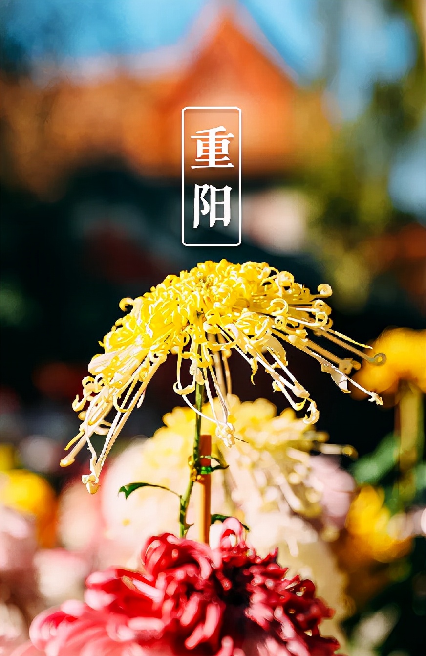 又是一年重阳节,十三首重阳节的诗词,今年重阳,我们在诗意度过
