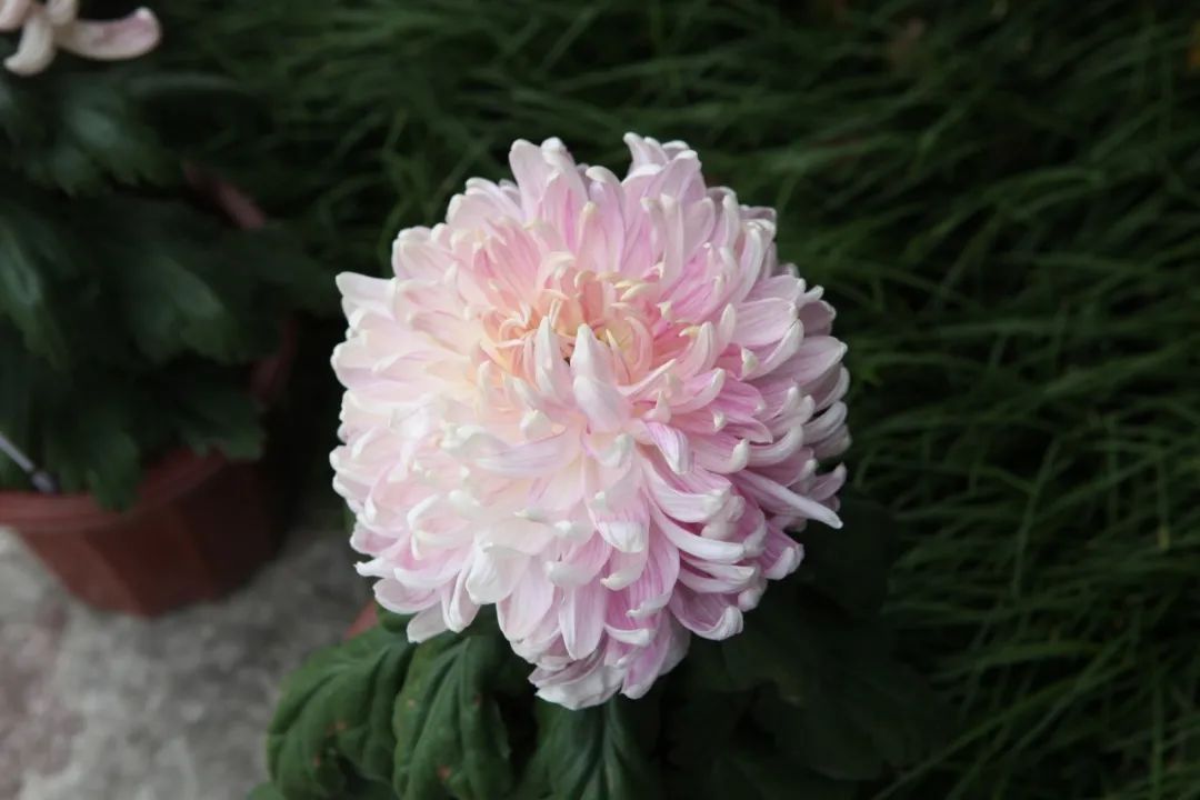 10首菊花诗词,唯美了整个秋天