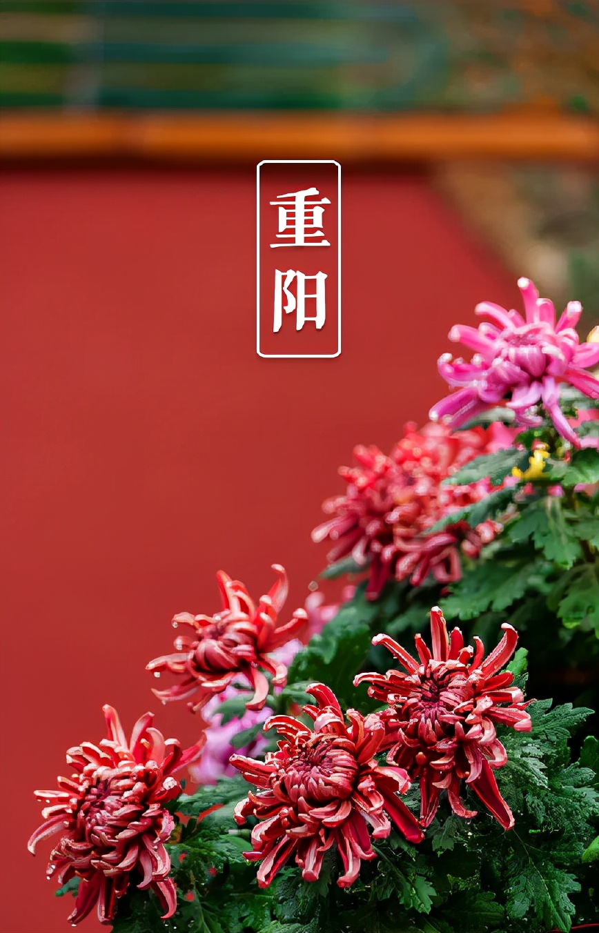 又是一年重阳节,十三首重阳节的诗词,今年重阳,我们在诗意度过