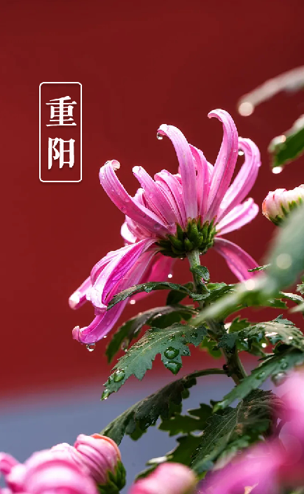 又是一年重阳节,十三首重阳节的诗词,今年重阳,我们在诗意度过