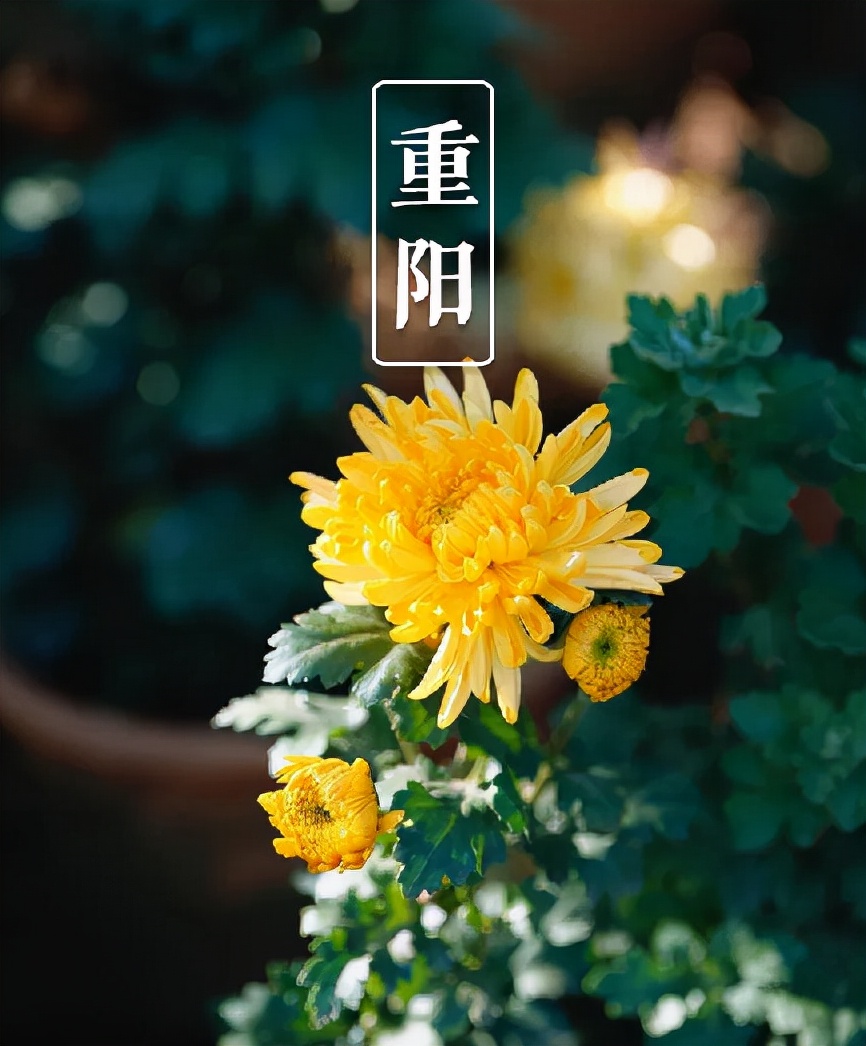 又是一年重阳节,十三首重阳节的诗词,今年重阳,我们在诗意度过