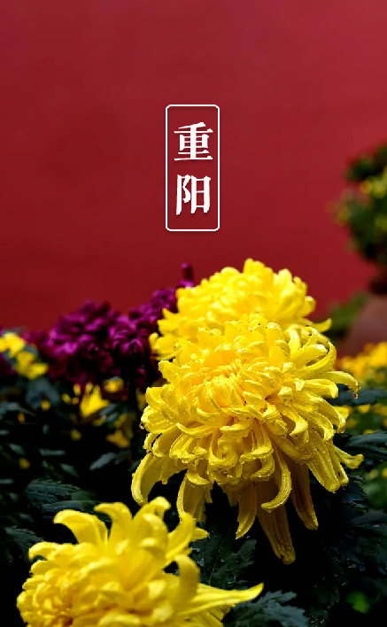 又是一年重阳节,十三首重阳节的诗词,今年重阳,我们在诗意度过
