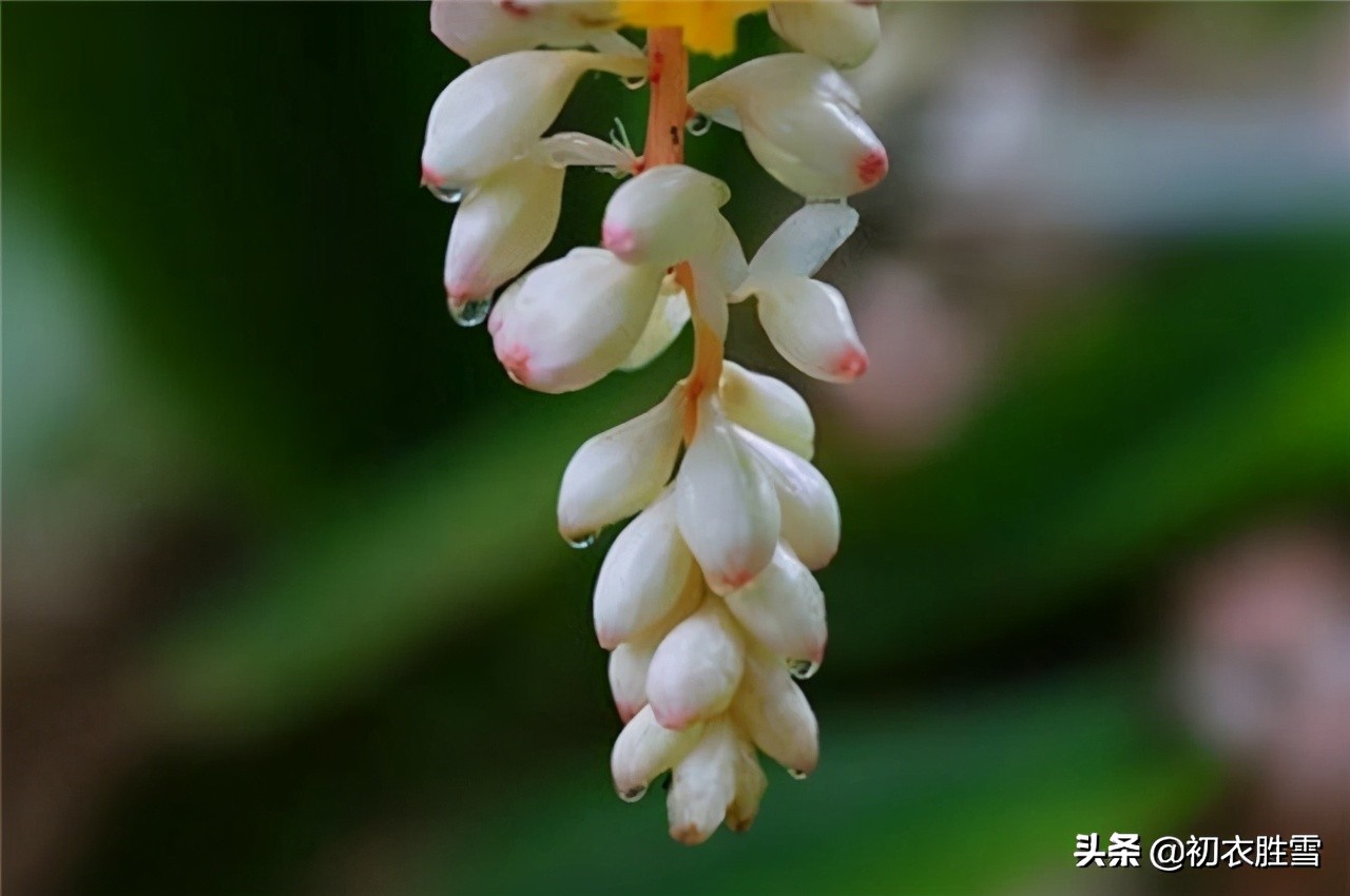 三月春风二月花,豆蔻梢头二月初,看看古诗词里的六首二月花