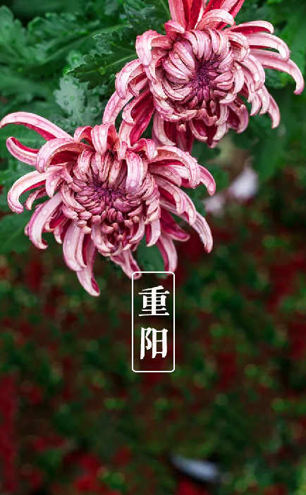 又是一年重阳节,十三首重阳节的诗词,今年重阳,我们在诗意度过