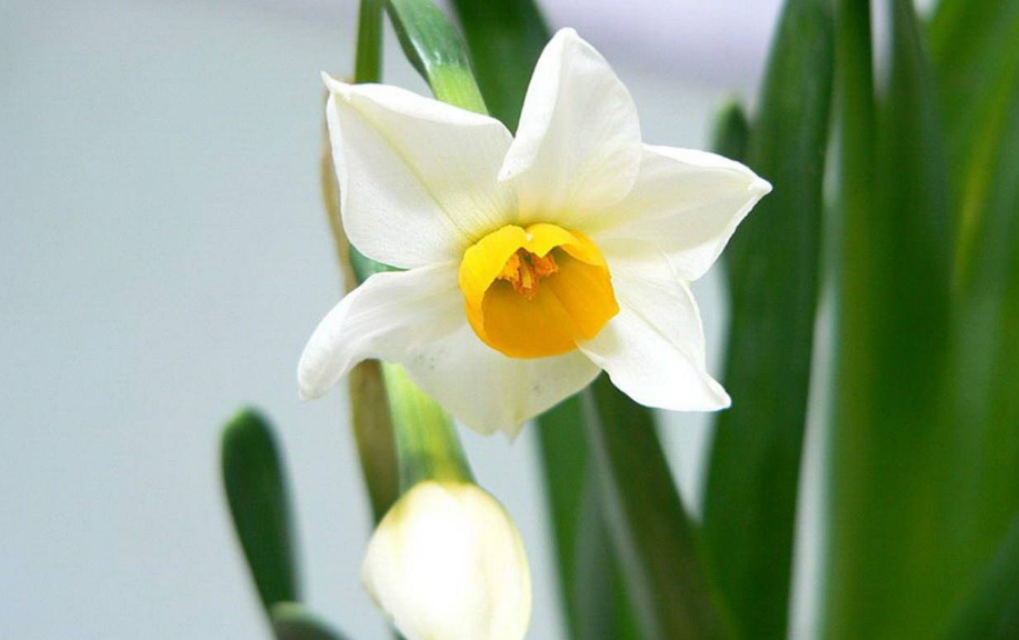 「诗词鉴赏」水仙花开迎新年,十二首水仙花的诗词,让冬天更美