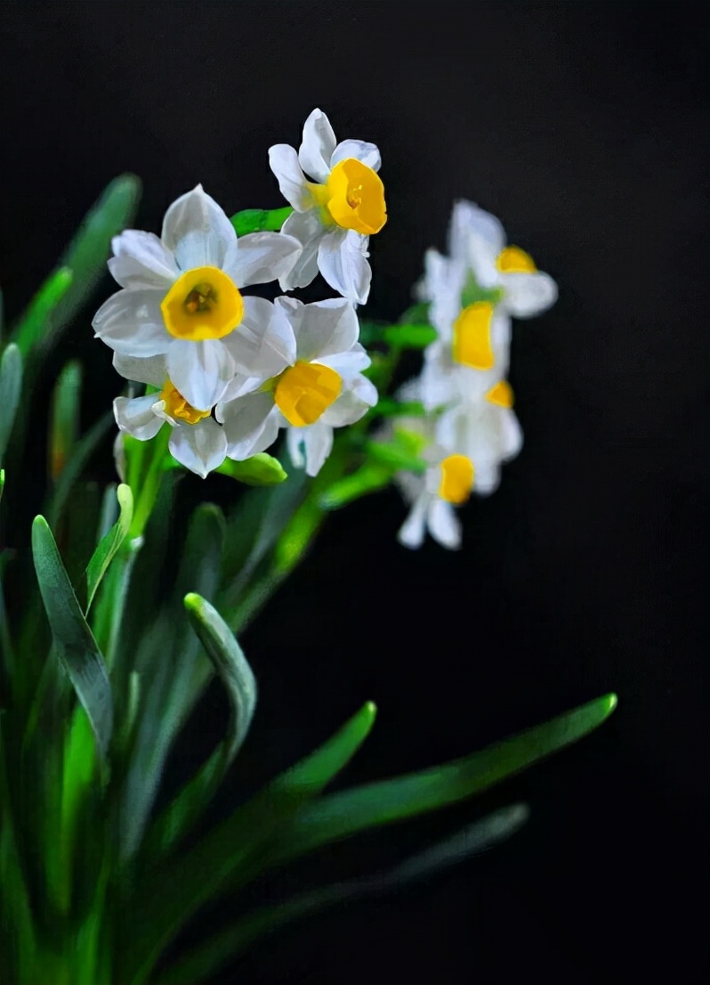 「诗词鉴赏」水仙花开迎新年,十二首水仙花的诗词,让冬天更美