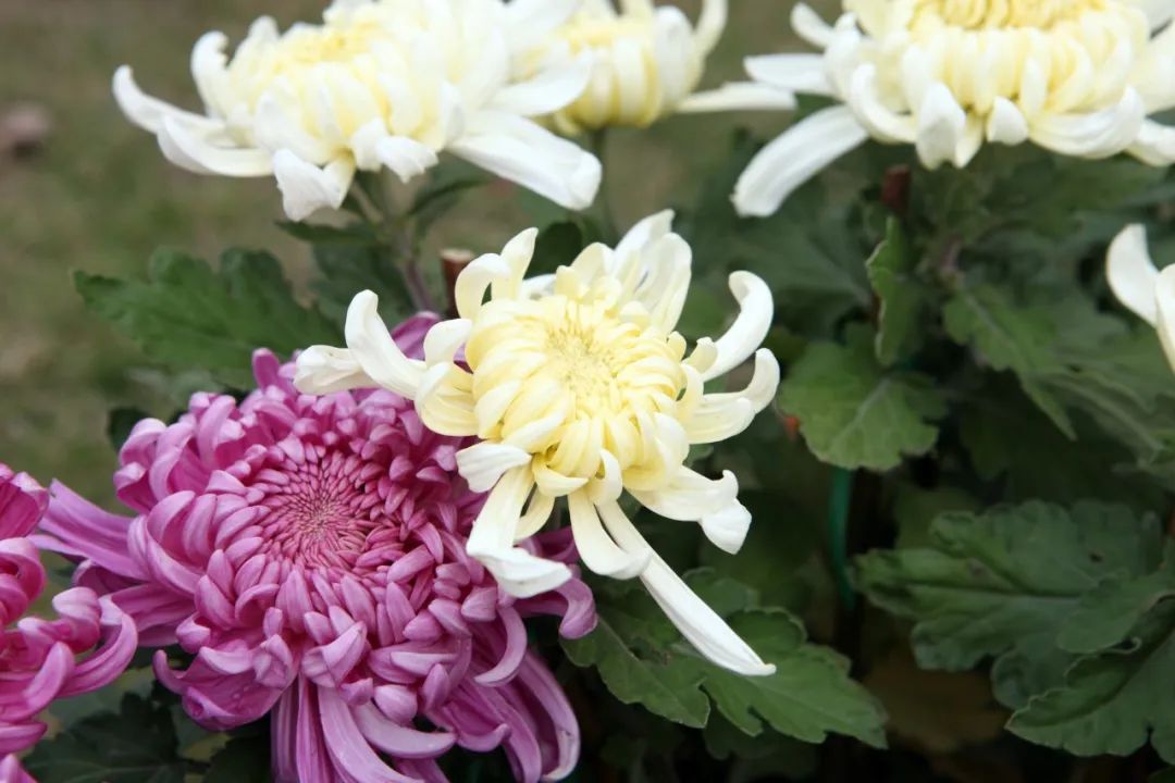 10首菊花诗词,唯美了整个秋天