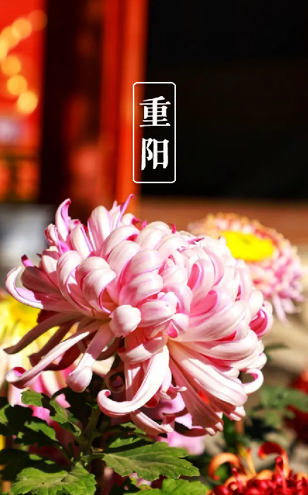 又是一年重阳节,十三首重阳节的诗词,今年重阳,我们在诗意度过