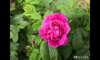 形容玫瑰花的词语四个字（描写玫瑰花的优美语段）