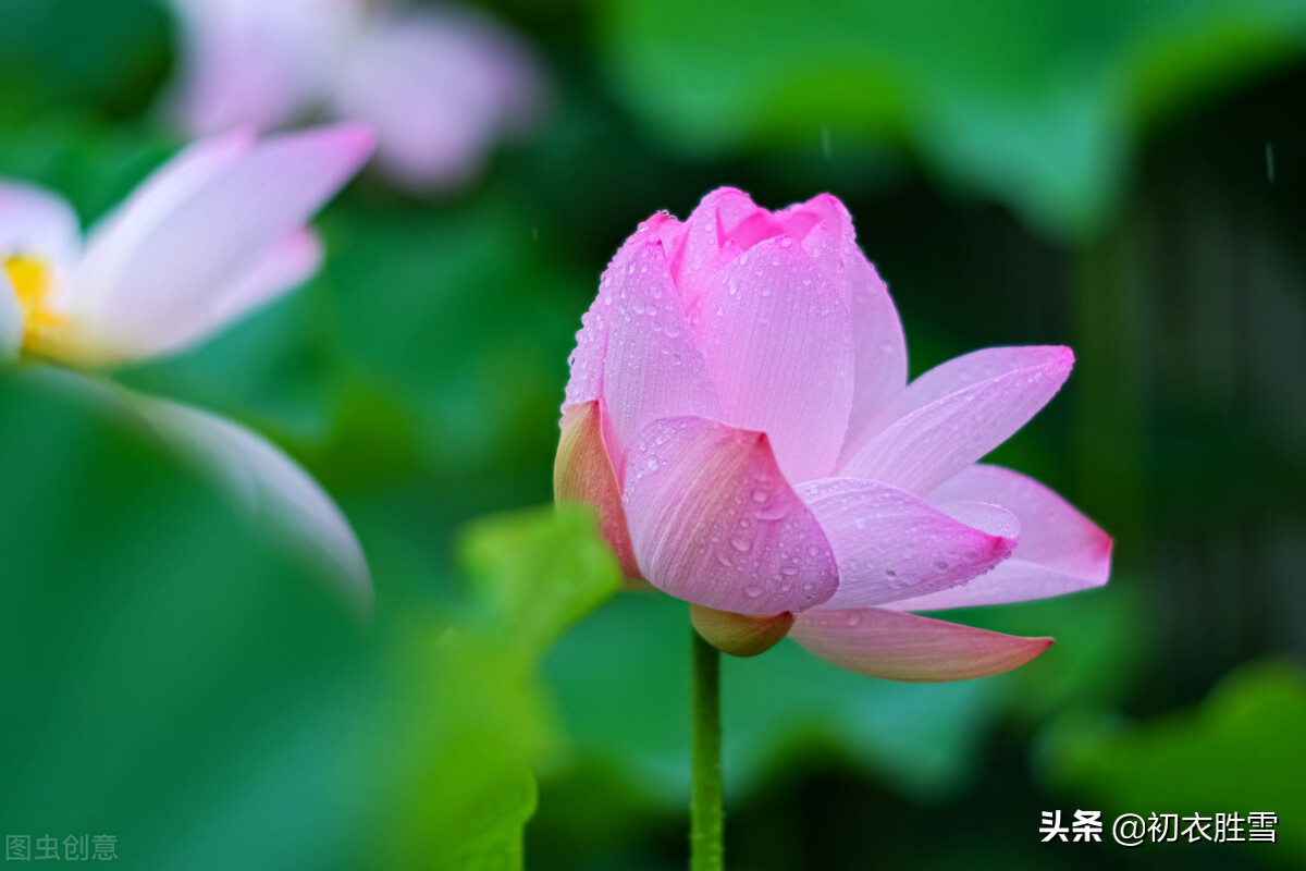 二十四节气之立秋美诗四首:一叶惊心绪,凉吹暗迎秋