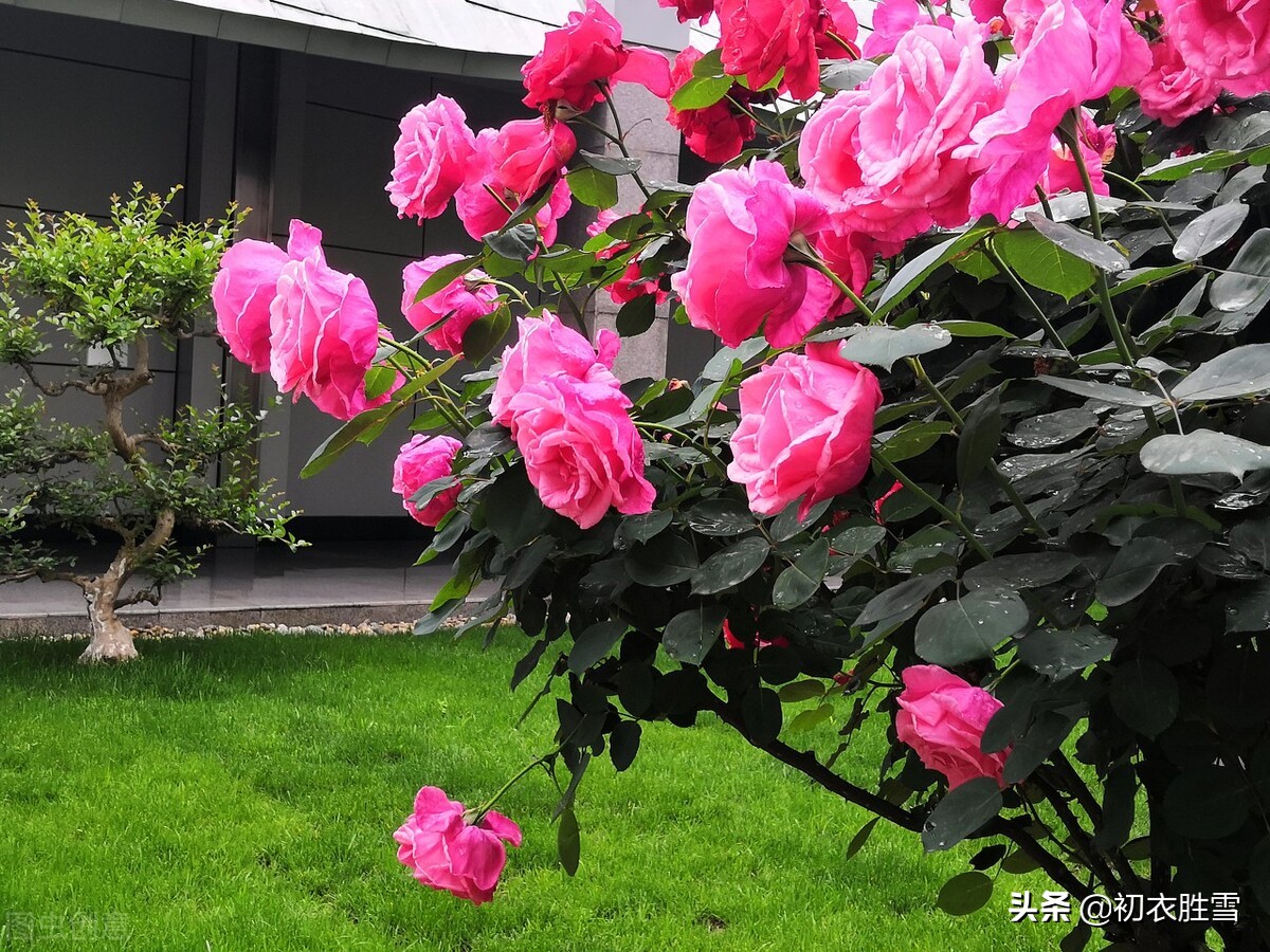 晚春唐诗玫瑰6首:折得玫瑰花一朵,凭君簪向凤凰钗