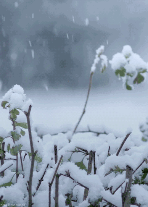 「诗词鉴赏」十首写雪的著名诗词,你最喜欢哪一首?