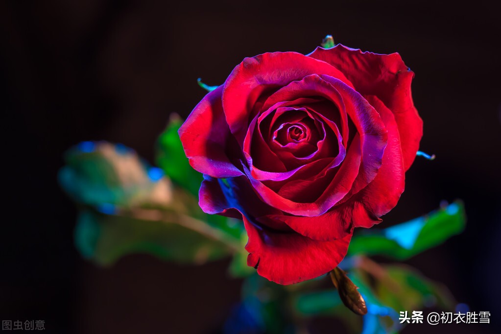 晚春唐诗玫瑰6首:折得玫瑰花一朵,凭君簪向凤凰钗