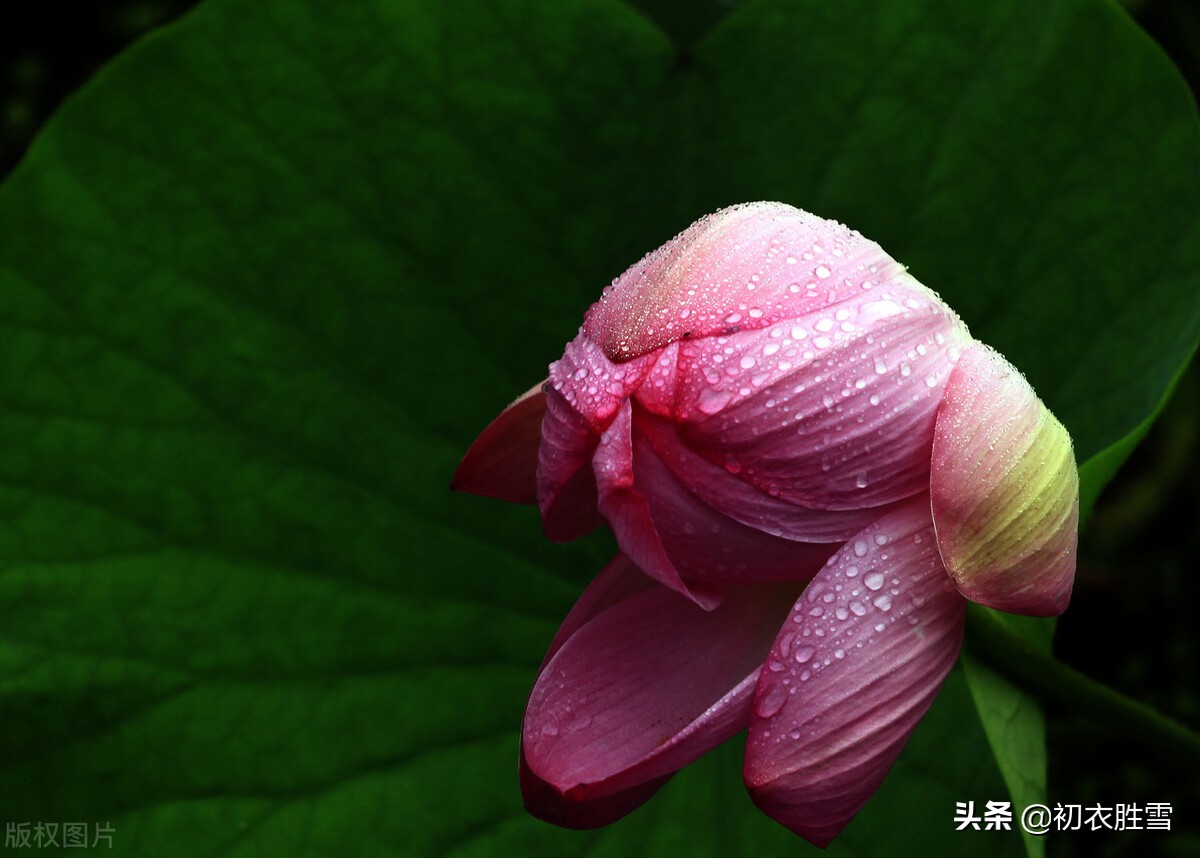 二十四节气之立秋美诗四首:一叶惊心绪,凉吹暗迎秋