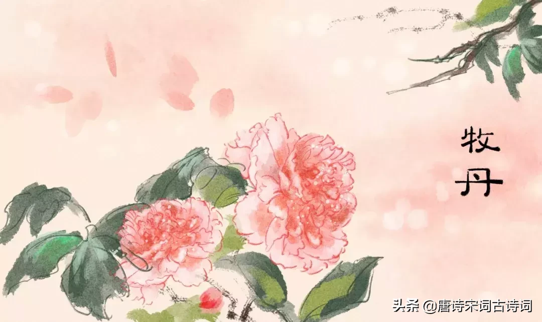 十二首牡丹诗词,哪一首是你心目中的牡丹形象呢?