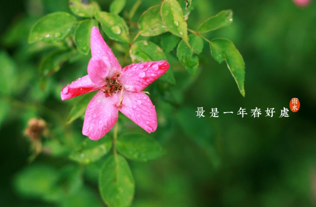 【诗词鉴赏】雨水至,一起品读雨水时节的古诗词吧!