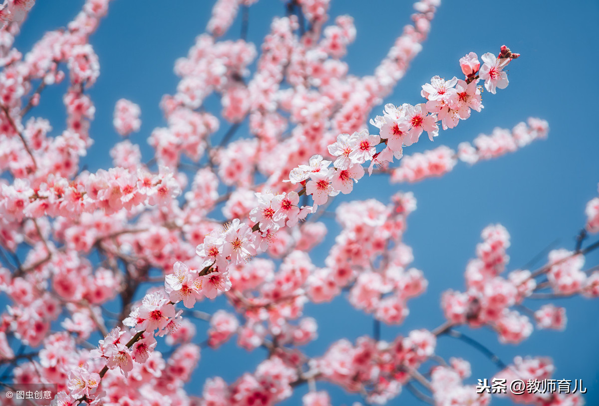 17首描写桃花的经典传世诗词,孩子<a