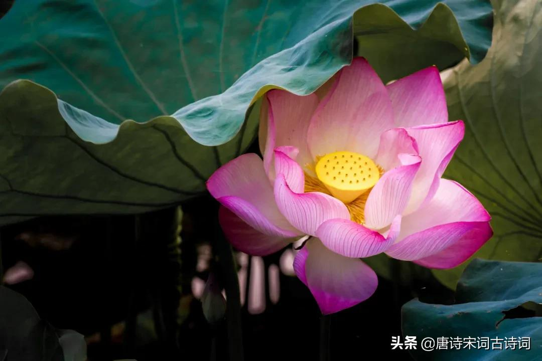 且惜荷莲,最后的美丽