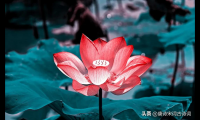 荷花的样子描写一段话（用一句话描写荷花的美）