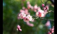 形容梅花的诗句唯美短句（梅花的禅意唯美句子）