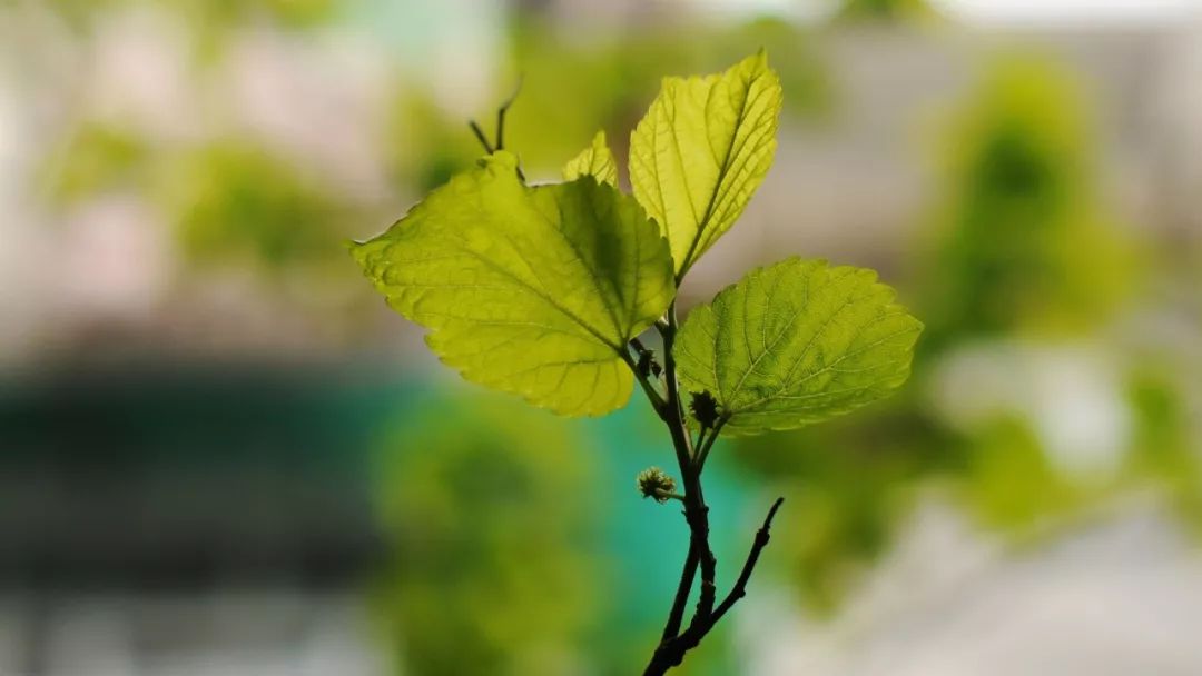 植树节|7种树木,30首诗词,扬起百样情思