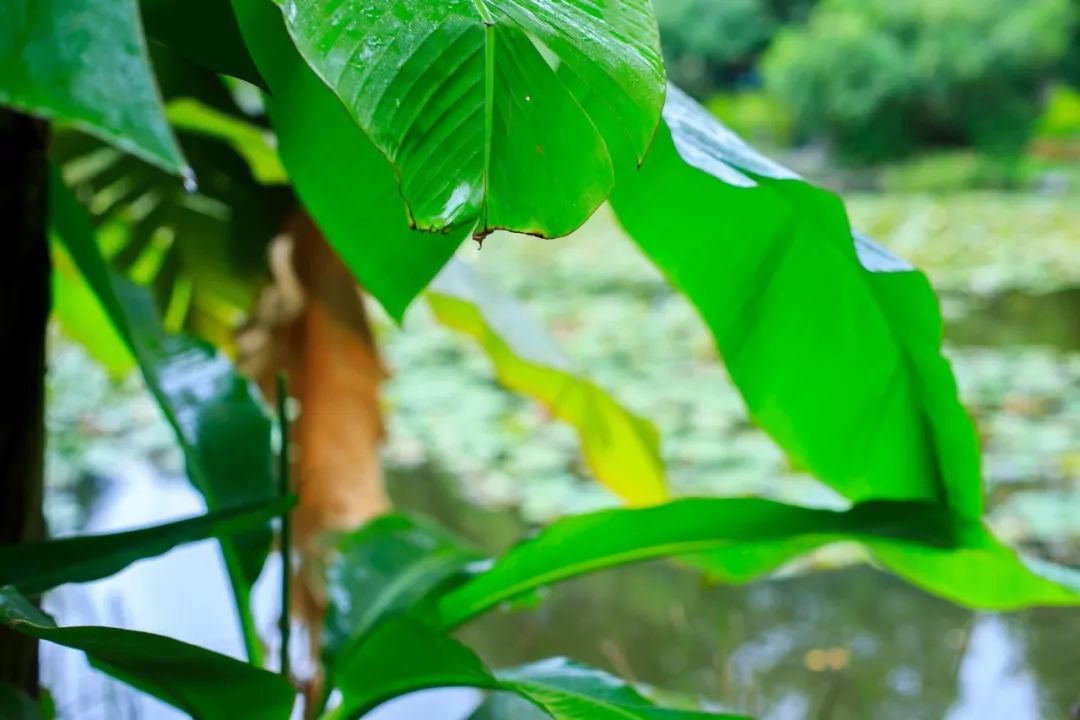 植树节|7种树木,30首诗词,扬起百样情思