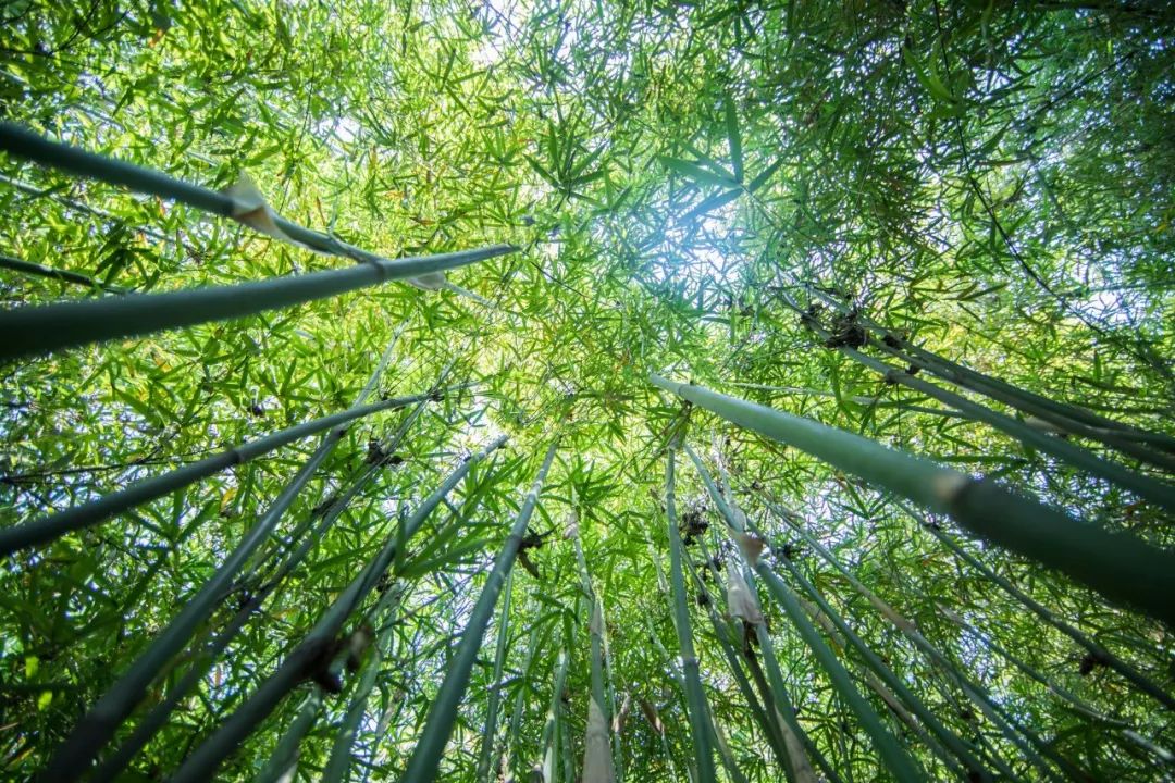 植树节|7种树木,30首诗词,扬起百样情思