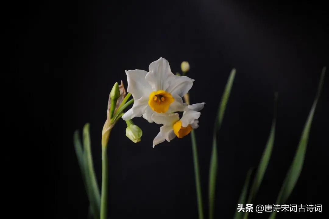 诗词中的水仙,冬天开得最美
