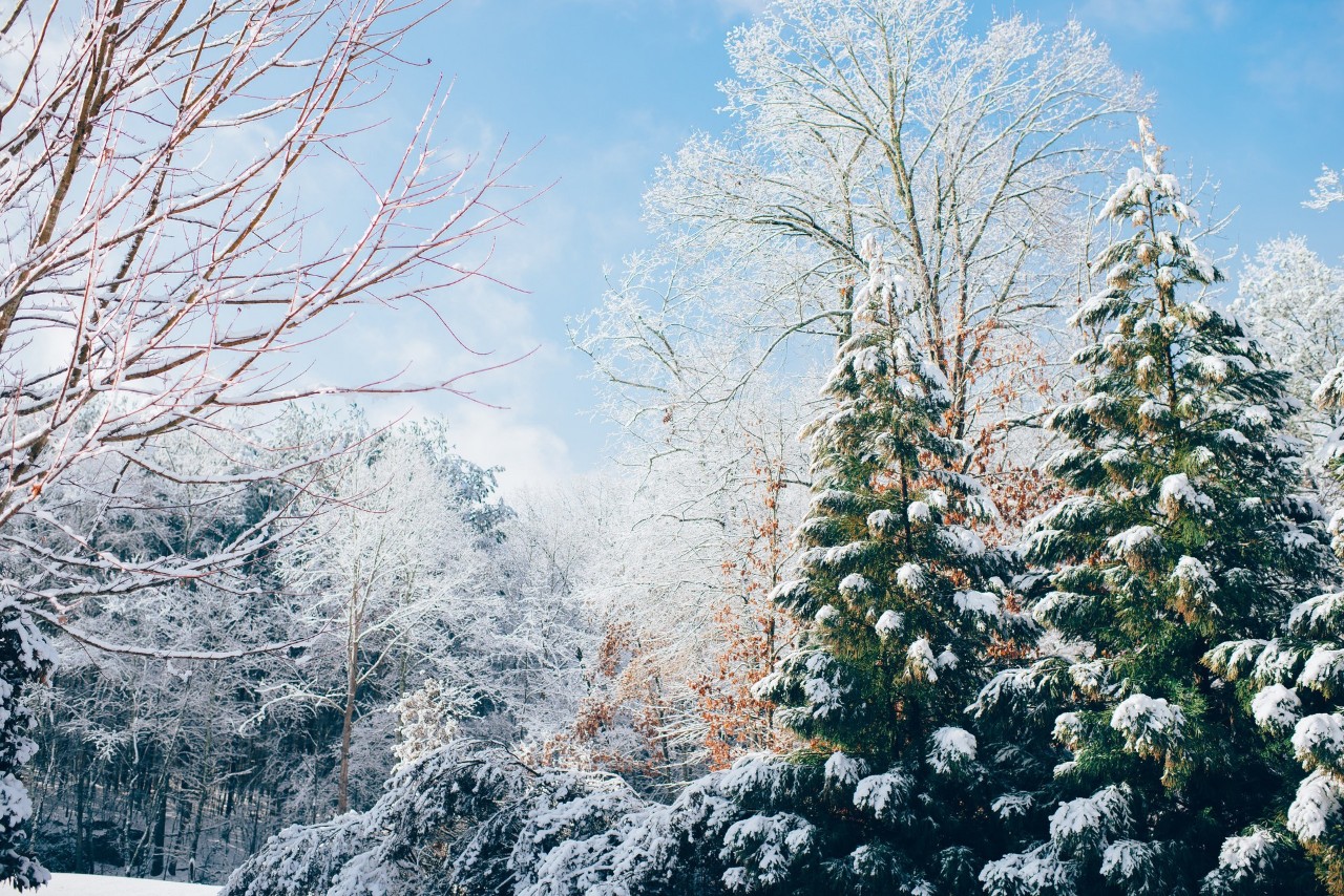 16首经典咏雪诗词,冬如画,雪如诗,赏尽冬雪之雪