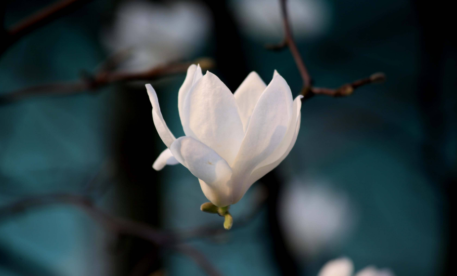 诗词鉴赏-玉兰花开春自来,十二首玉兰花 的诗词,白雪琼兰映眼开