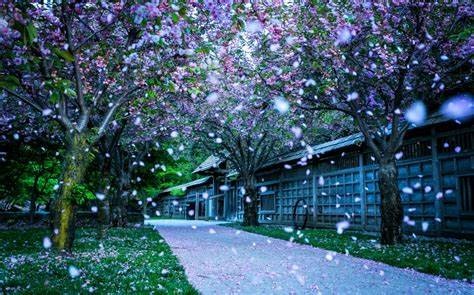 牡丹花的好句怎么写 牡丹花的好词好句摘抄