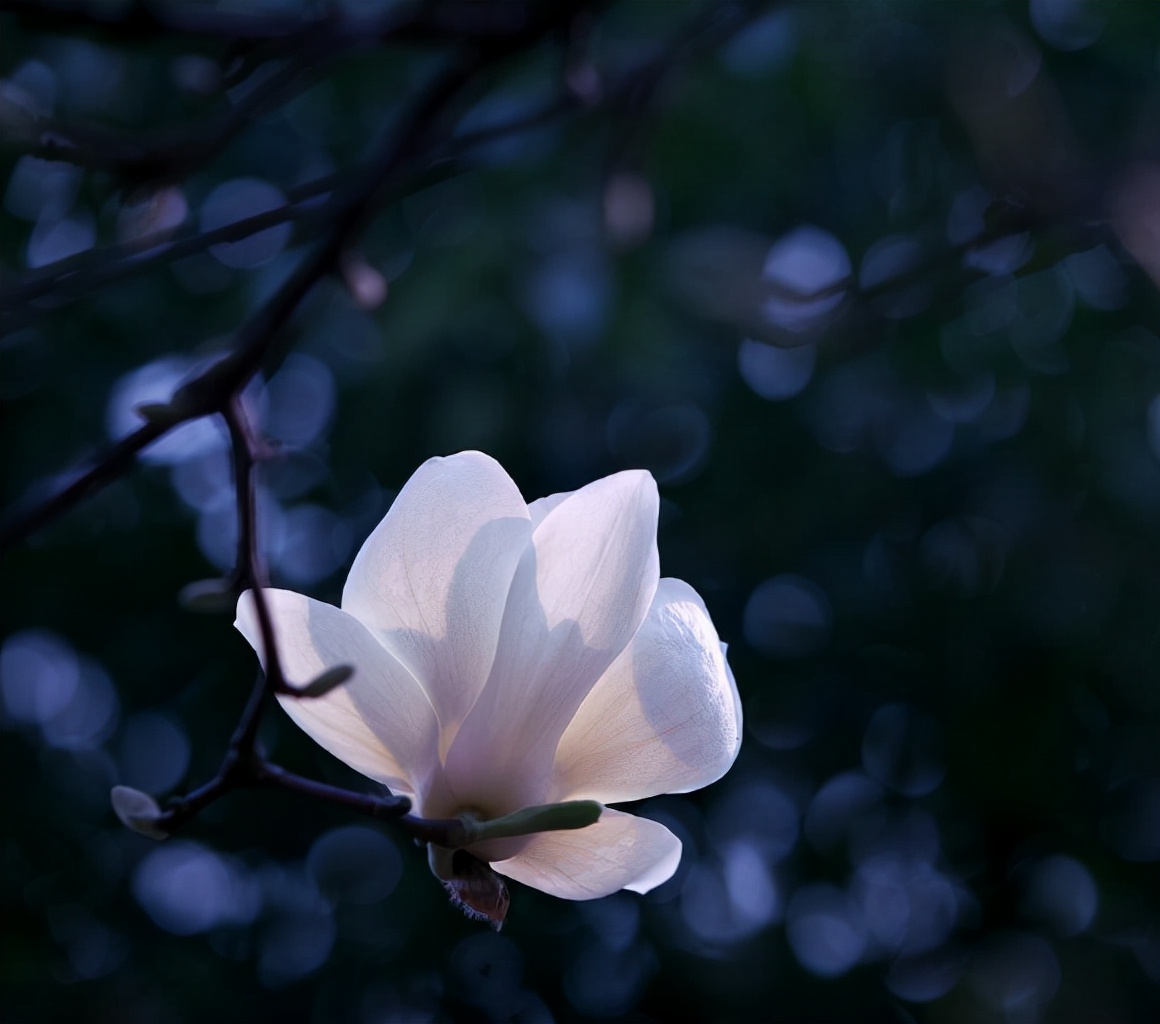 诗词鉴赏-玉兰花开春自来,十二首玉兰花 的诗词,白雪琼兰映眼开