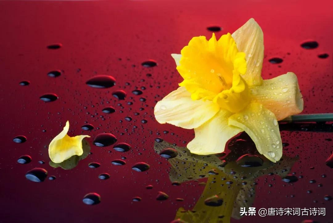 诗词中的水仙,冬天开得最美