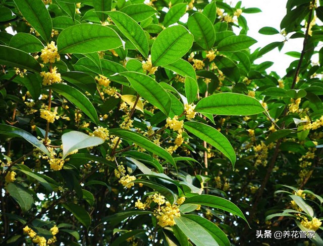 20首咏桂花诗词:一年秋意浓,十里桂花香