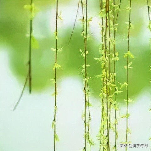 经典朗诵 | 月下草诗歌《盼春》朗读:徐静溪