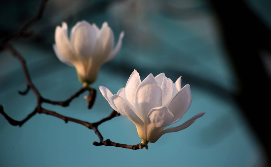 诗词鉴赏-玉兰花开春自来,十二首玉兰花 的诗词,白雪琼兰映眼开
