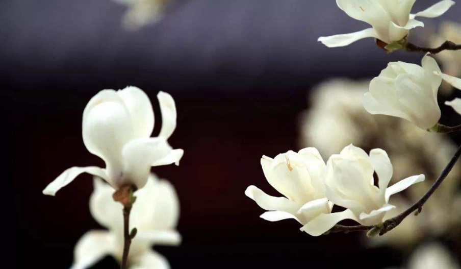 诗词鉴赏-玉兰花开春自来,十二首玉兰花 的诗词,白雪琼兰映眼开