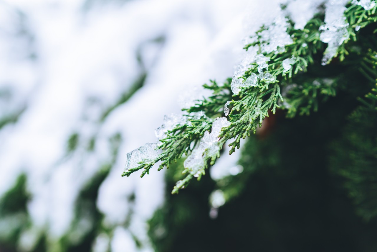 16首经典咏雪诗词,冬如画,雪如诗,赏尽冬雪之雪