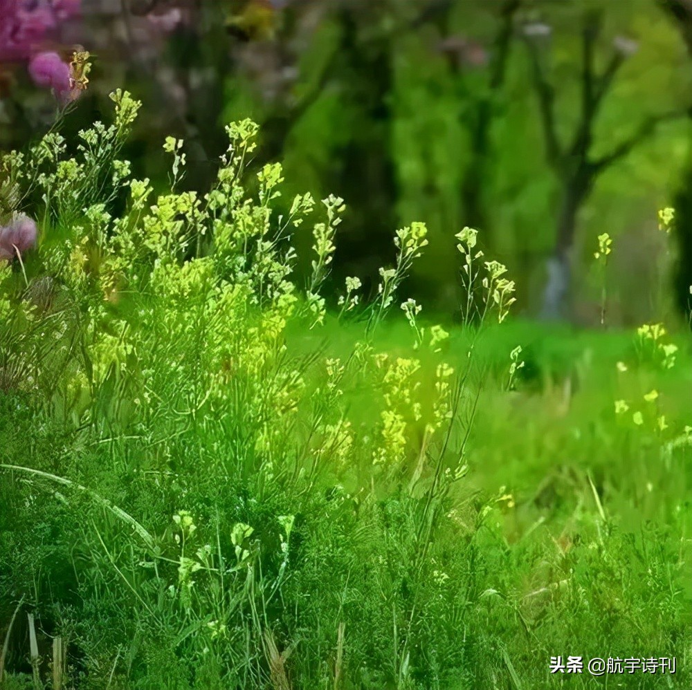经典朗诵 | 月下草诗歌《盼春》朗读:徐静溪